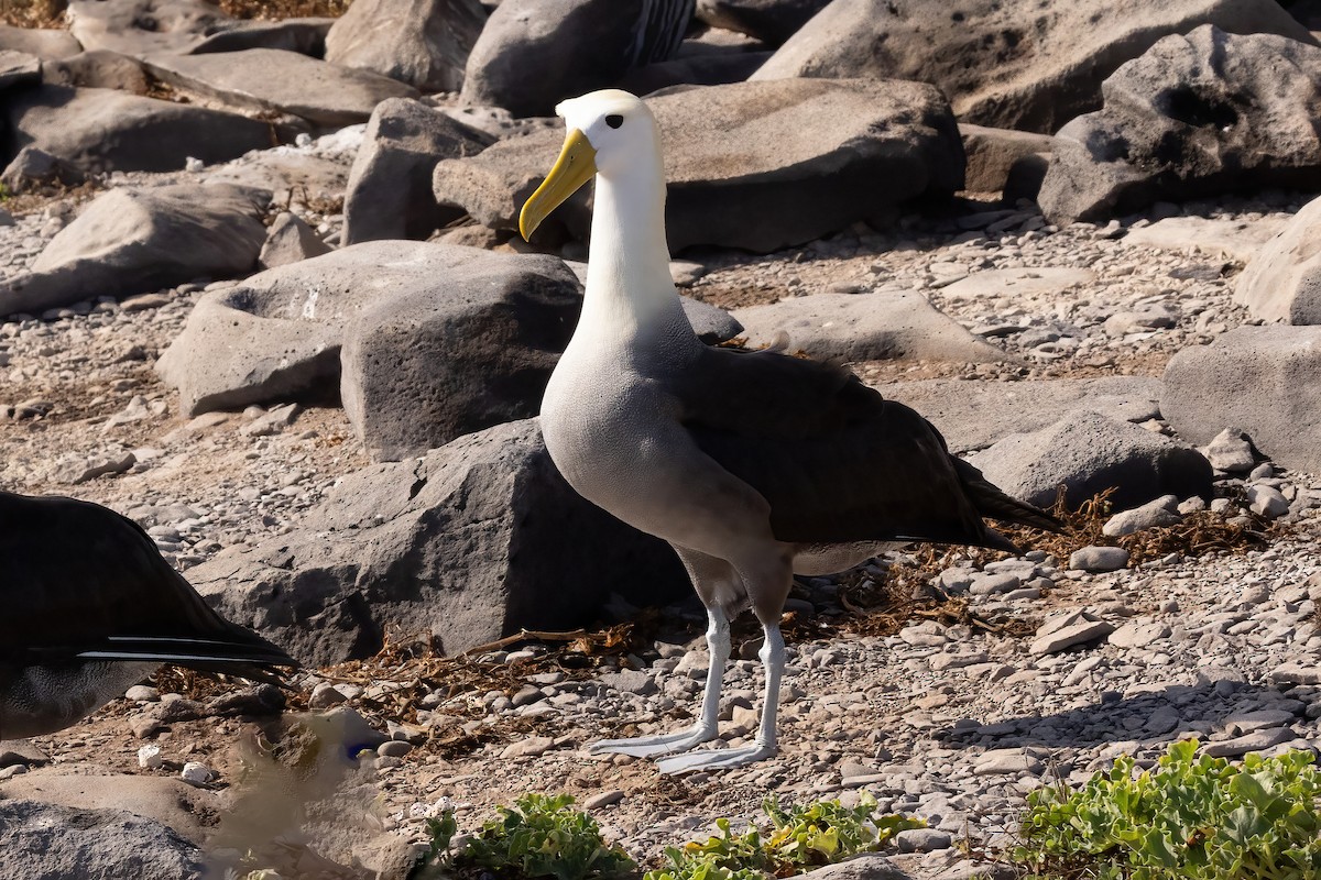 Yazılı Albatros - ML620273853