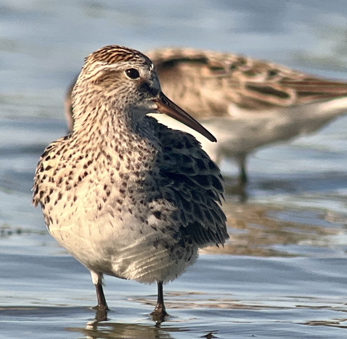 White-rumped Sandpiper - ML620273858