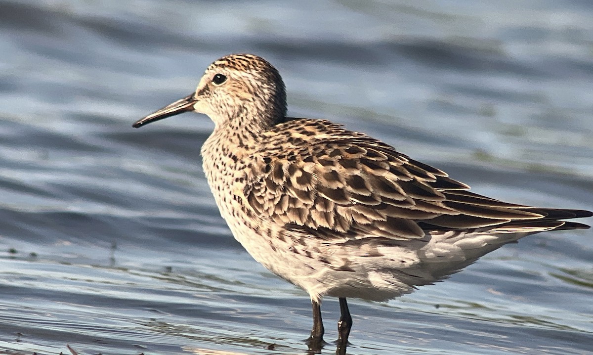 White-rumped Sandpiper - ML620273864