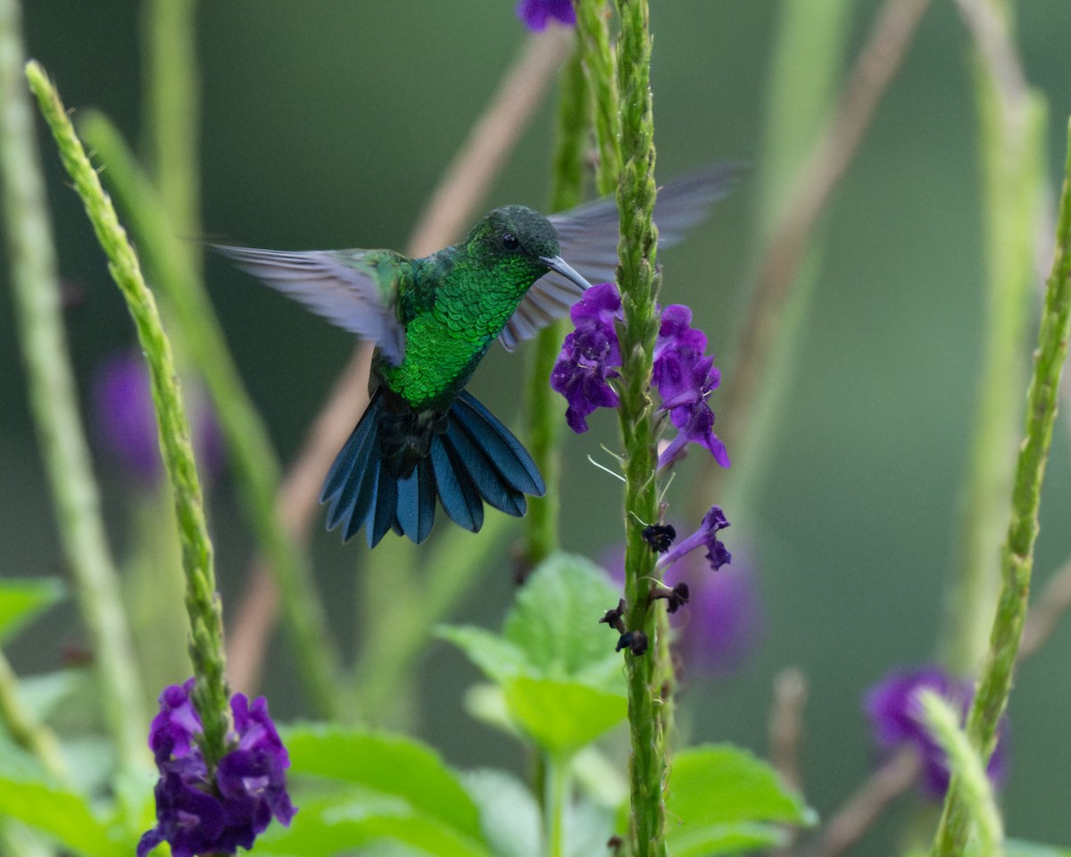 Blue-vented Hummingbird - ML620273871