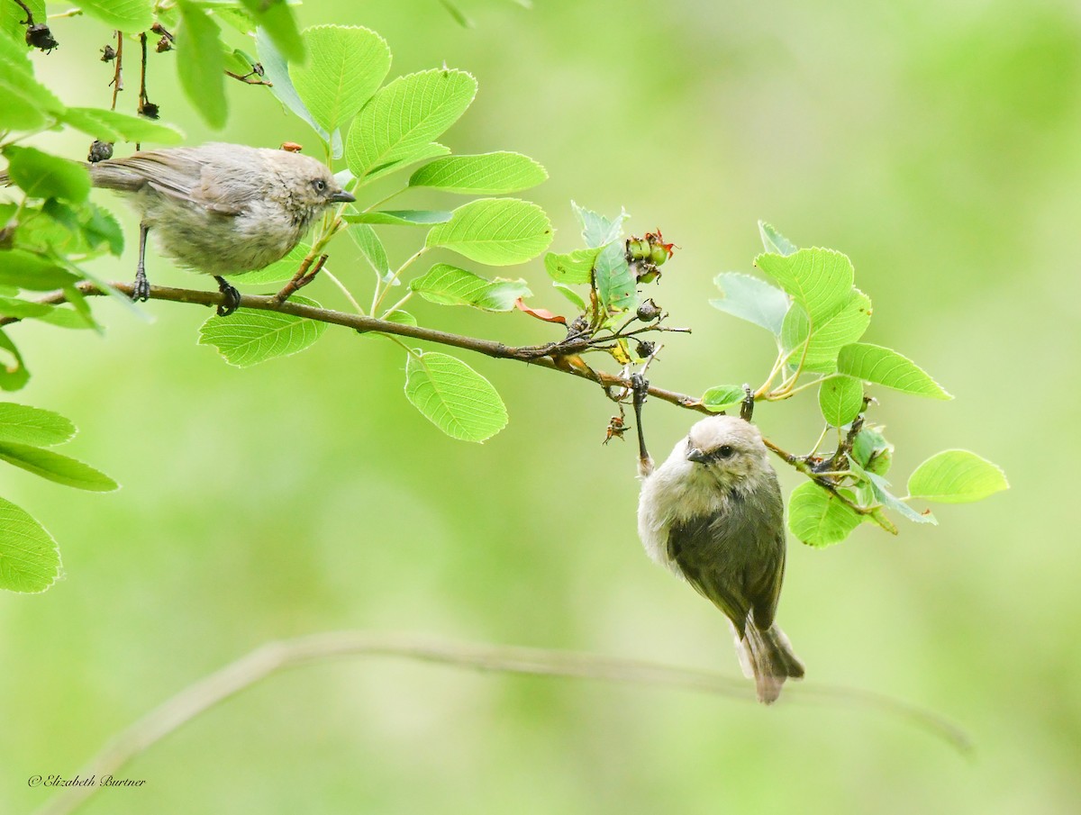 Bushtit - ML620273874