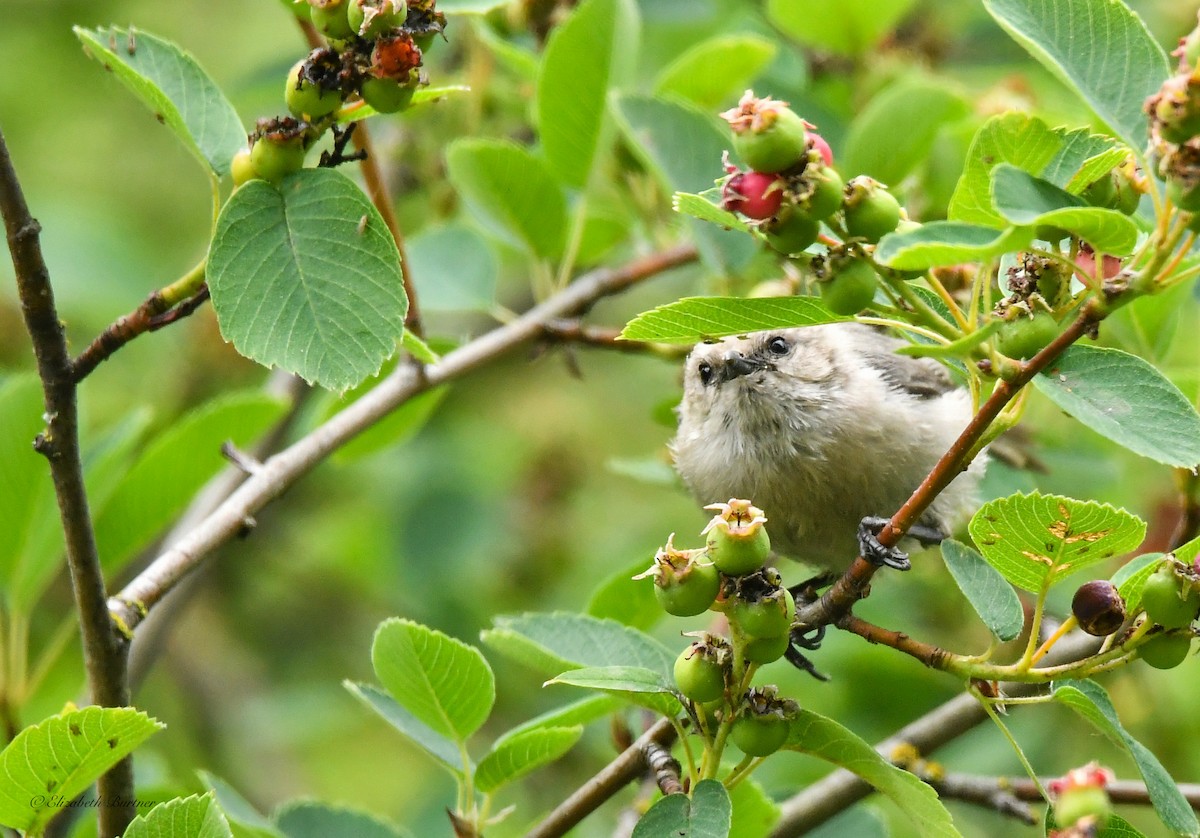 Bushtit - ML620273875