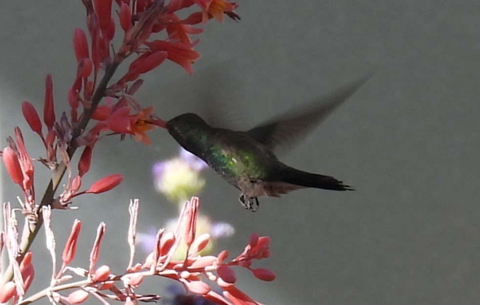 Colibrí Piquiancho Común - ML620273877