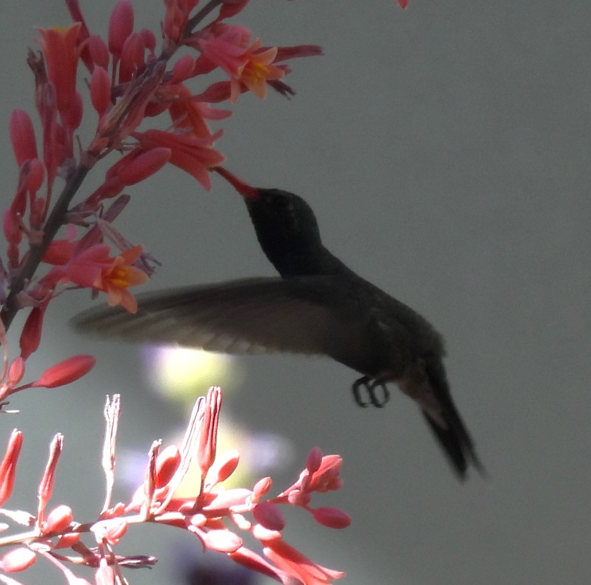 Broad-billed Hummingbird - ML620273878