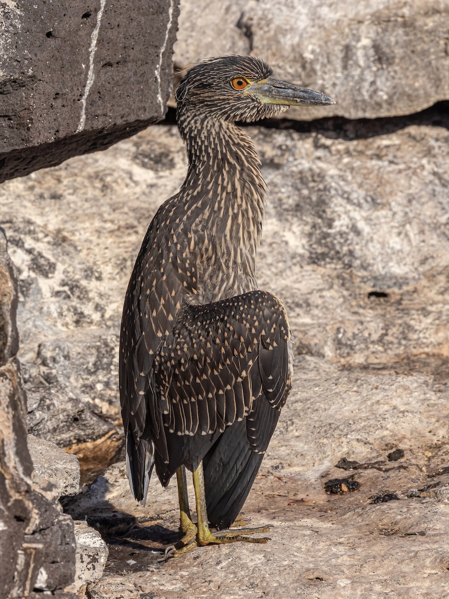 Yellow-crowned Night Heron (Galapagos) - ML620273879