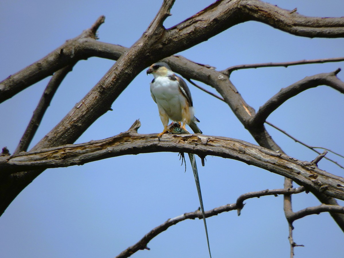 Pearl Kite - ML620273890