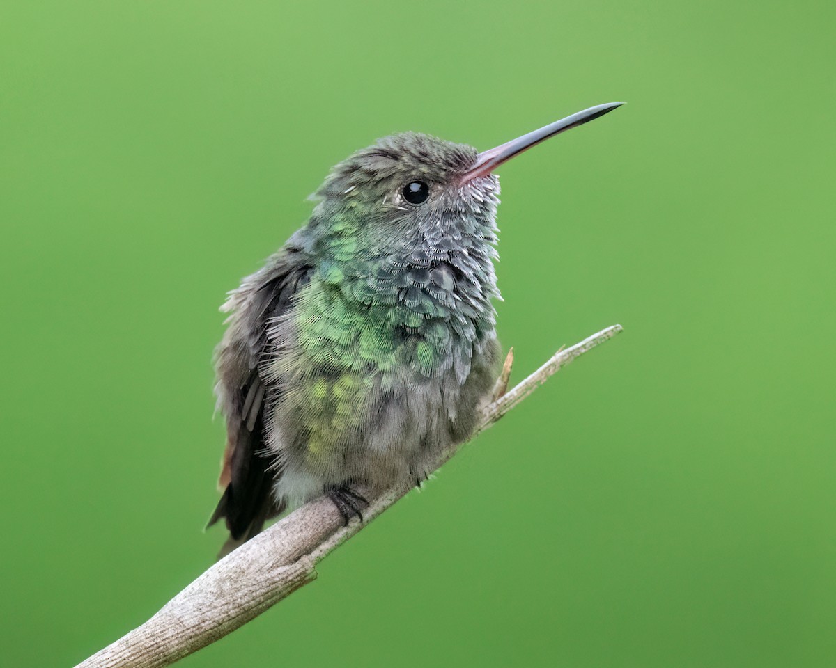 Rufous-tailed Hummingbird - ML620273896