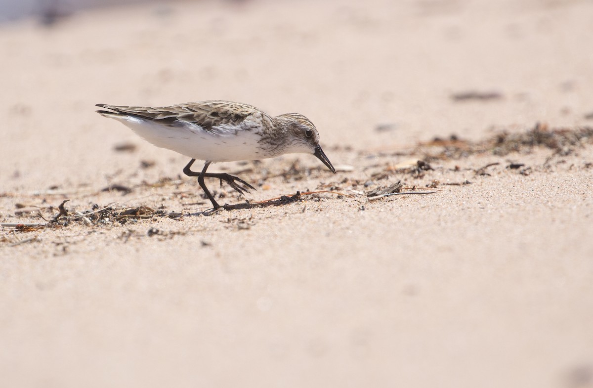 Semipalmated Sandpiper - ML620273898