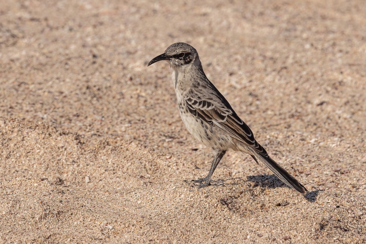 Española Mockingbird - ML620273901