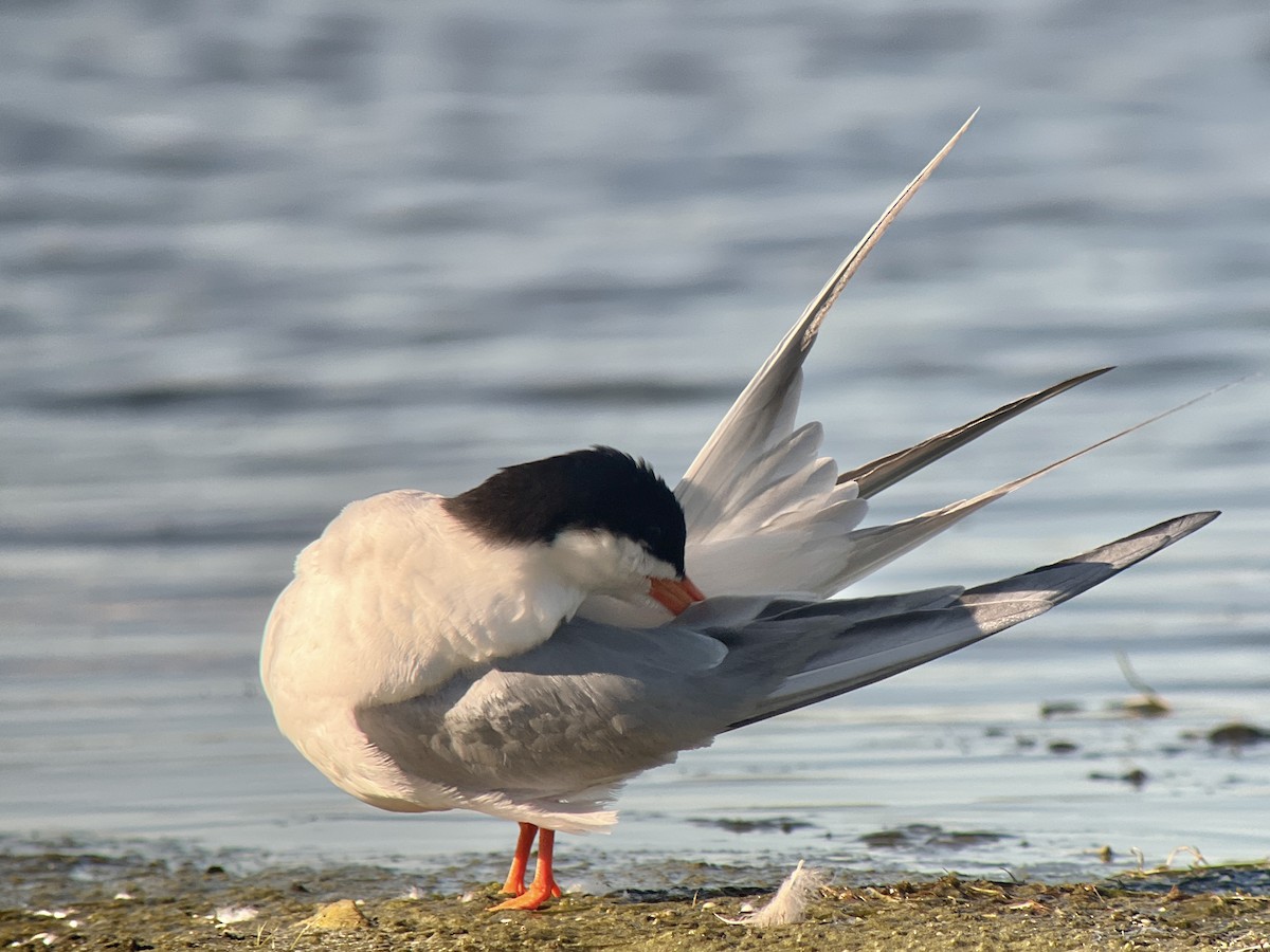 Forster's Tern - ML620273907