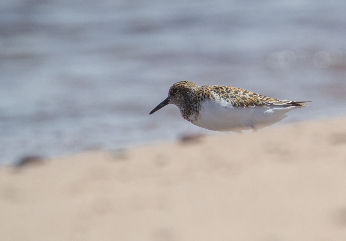 Sanderling - ML620273909