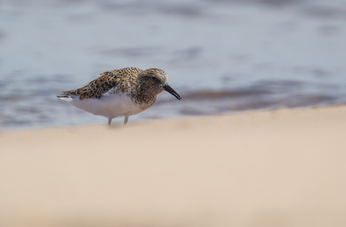 Sanderling - ML620273911