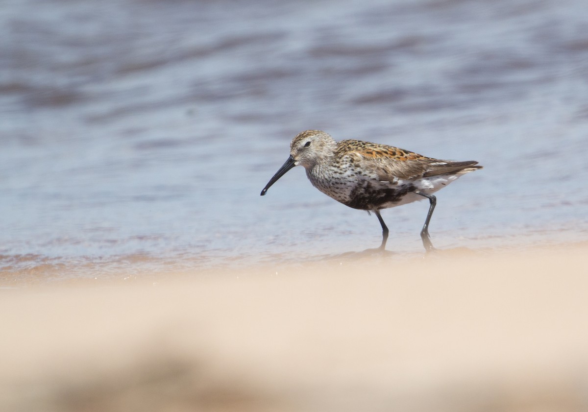 Dunlin - ML620273916