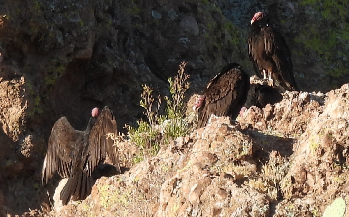 Turkey Vulture - ML620273918