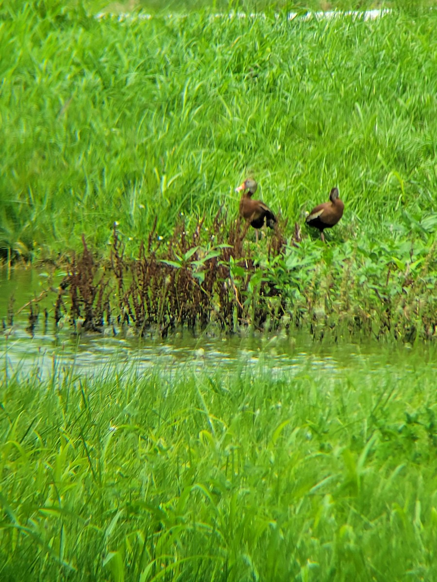 husička černobřichá - ML620273919