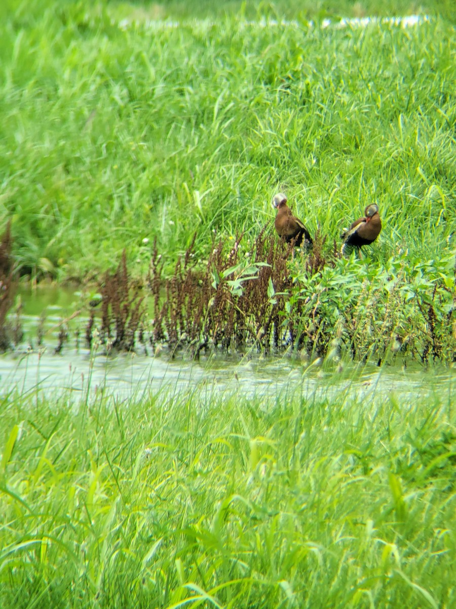 Black-bellied Whistling-Duck - ML620273924