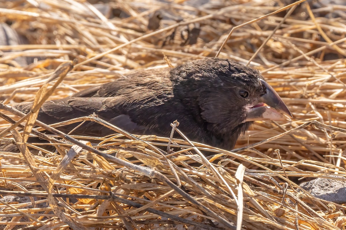 Española Ground-Finch - ML620273928