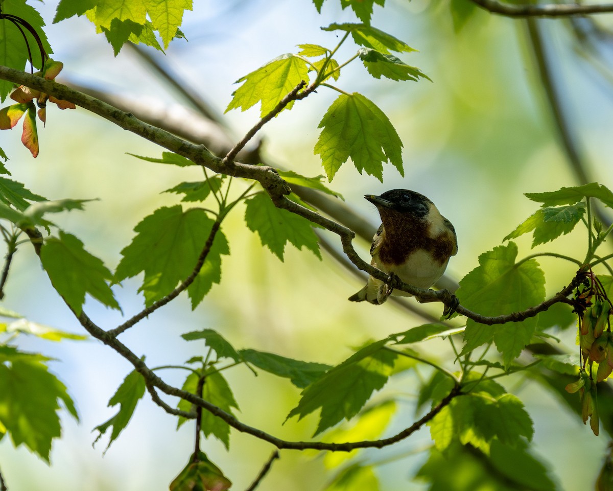 Bay-breasted Warbler - ML620273930
