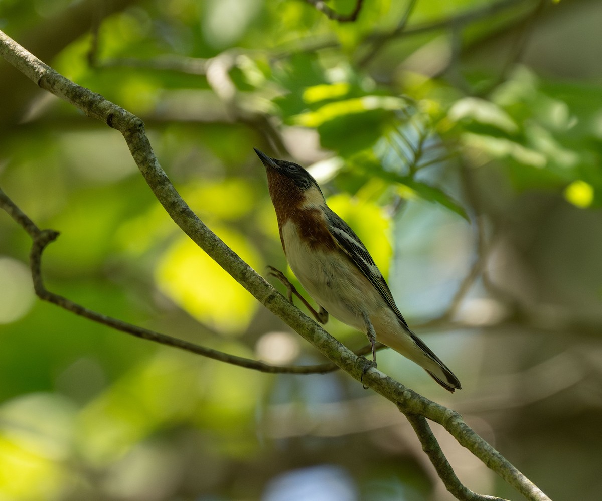 Bay-breasted Warbler - ML620273932