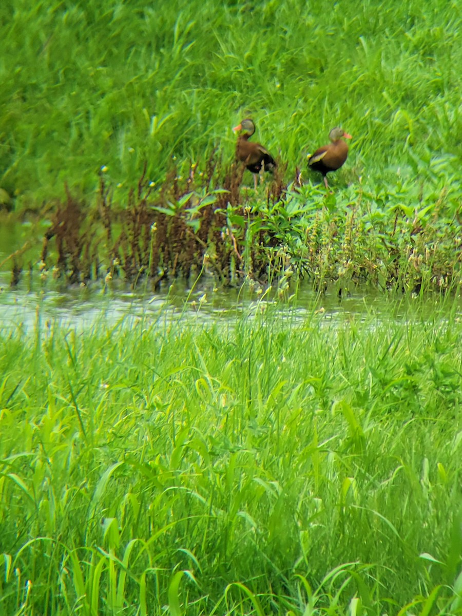 Black-bellied Whistling-Duck - ML620273933