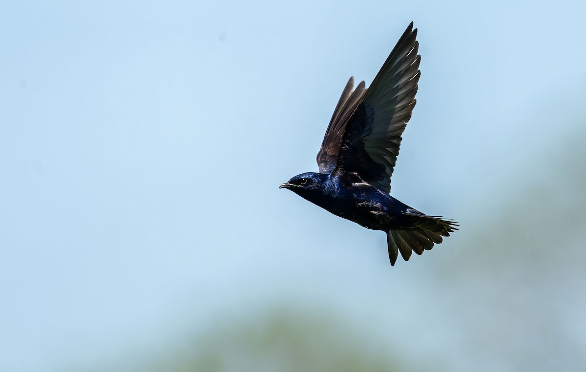 Purple Martin - Henry Chiu