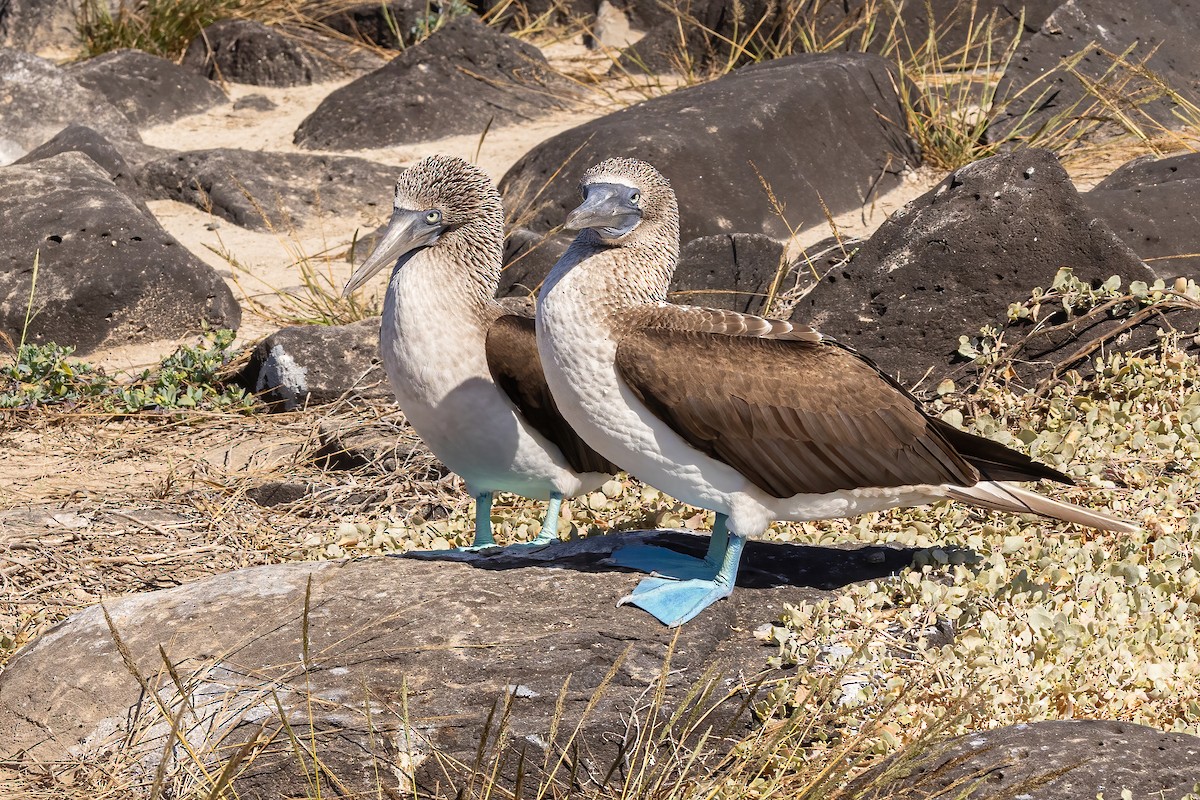 Blue-footed Booby - ML620273943