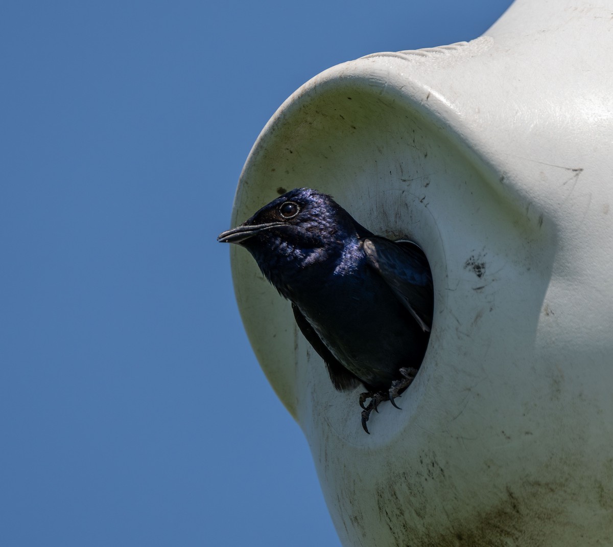 Purple Martin - ML620273944