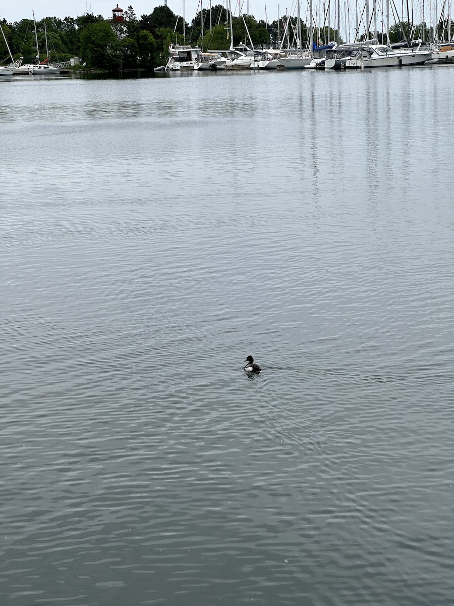 Lesser Scaup - ML620273951