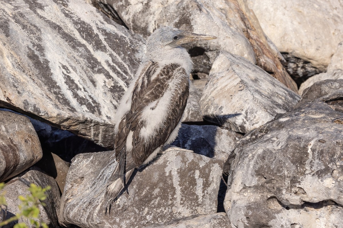 Nazca Booby - ML620273952