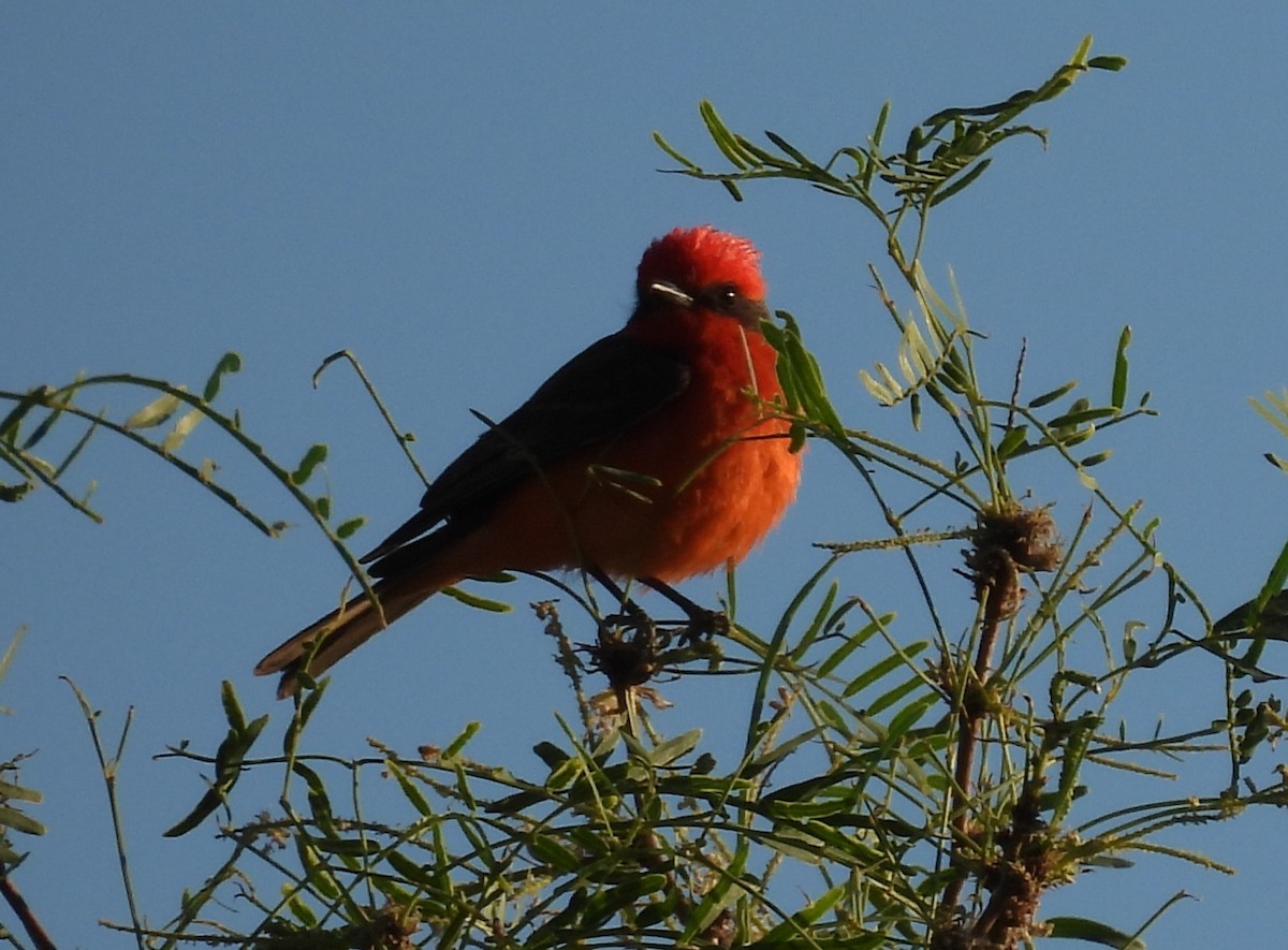 Vermilion Flycatcher - ML620273953