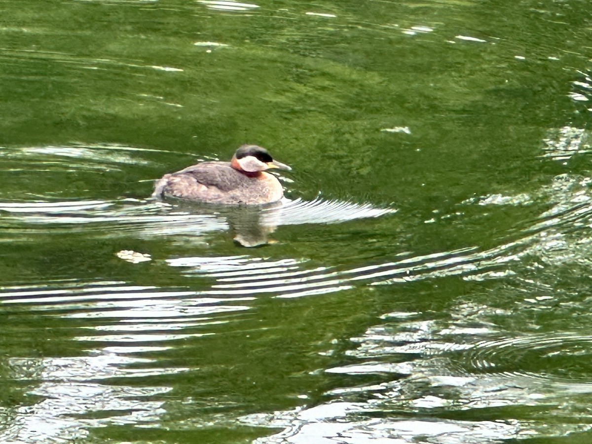 Red-necked Grebe - ML620273956