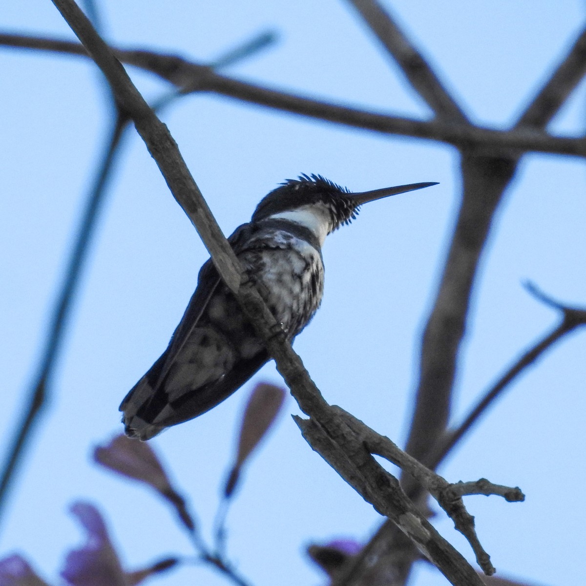 White-throated Hummingbird - Fernando Maidana