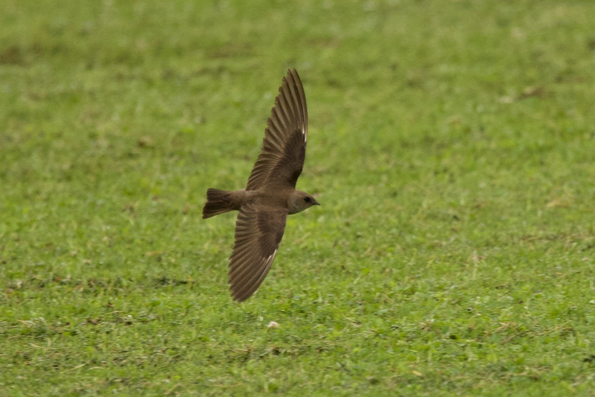 Northern Rough-winged Swallow - ML620273962