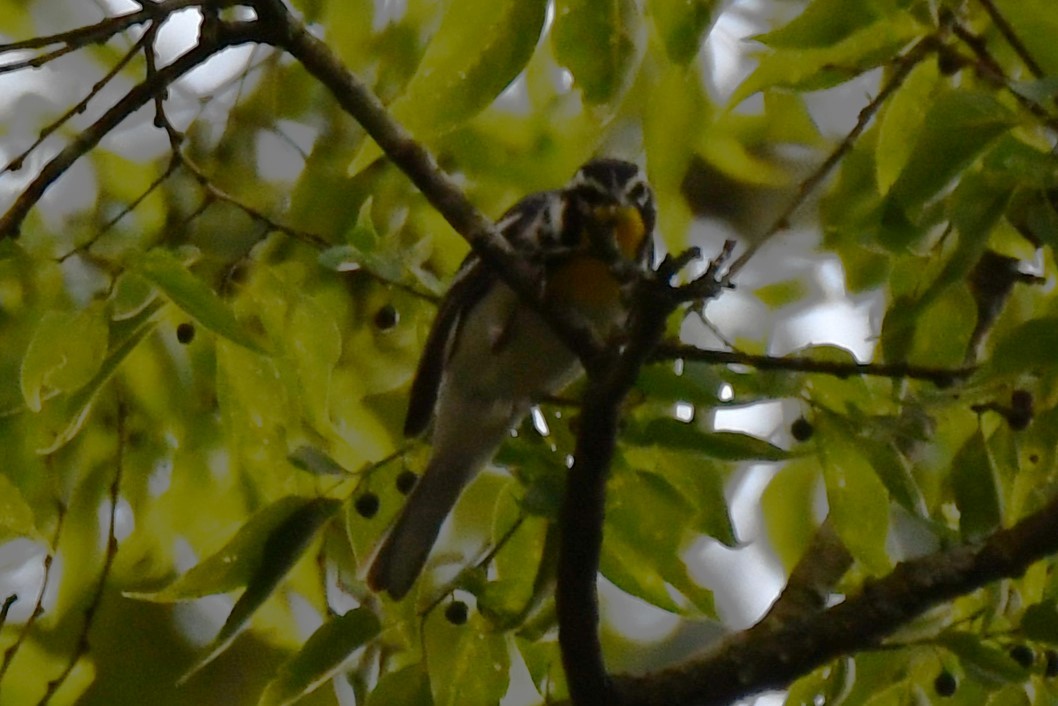 Yellow-throated Warbler - ML620273979