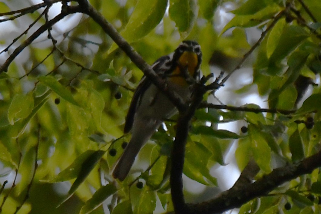 Yellow-throated Warbler - ML620273982