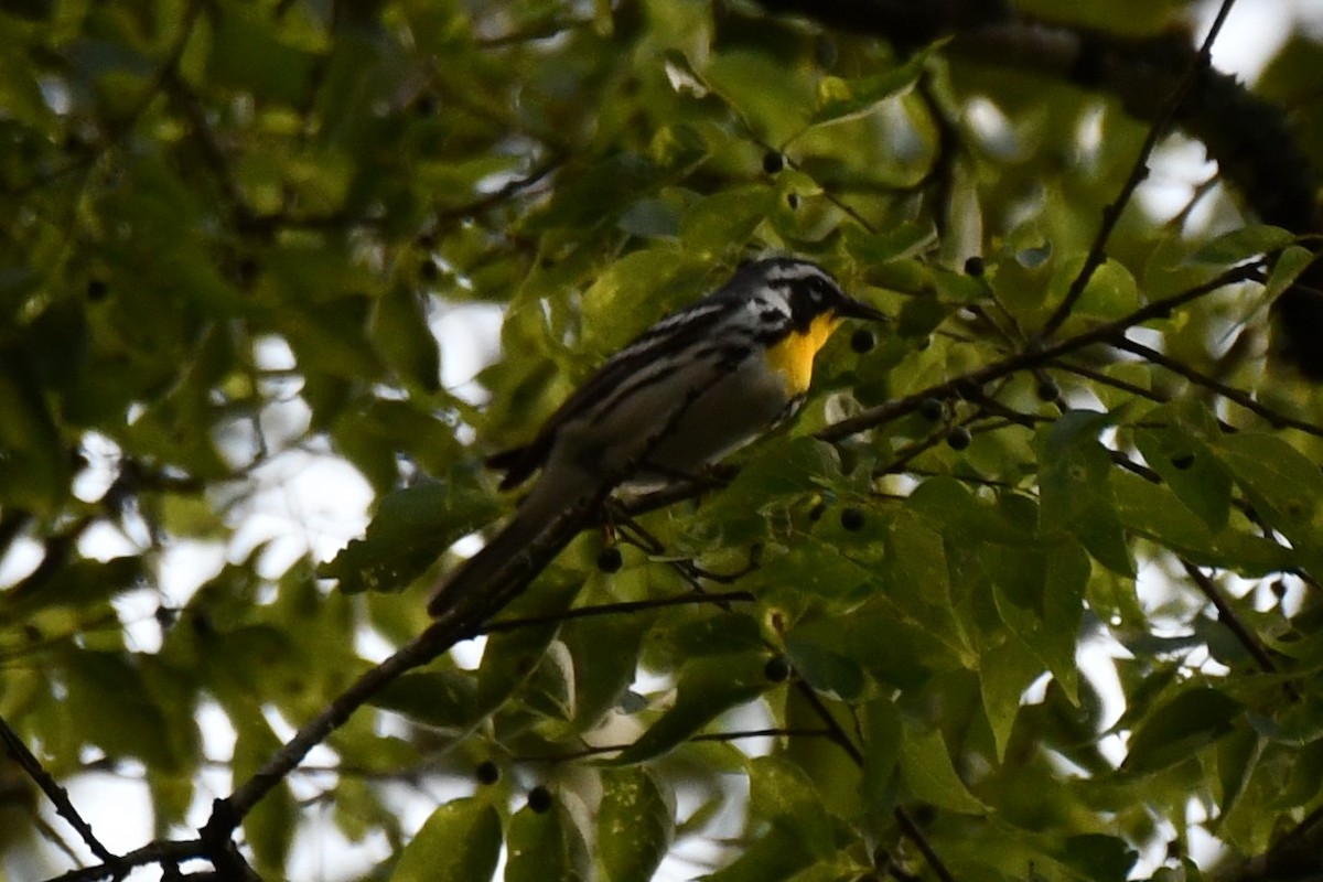 Yellow-throated Warbler - ML620273983