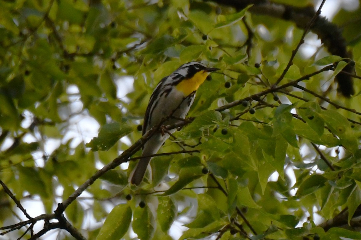 Yellow-throated Warbler - ML620273984