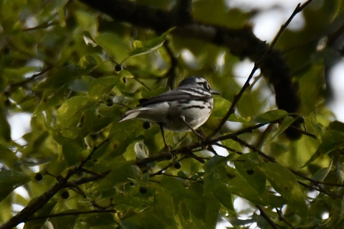 Yellow-throated Warbler - ML620273986