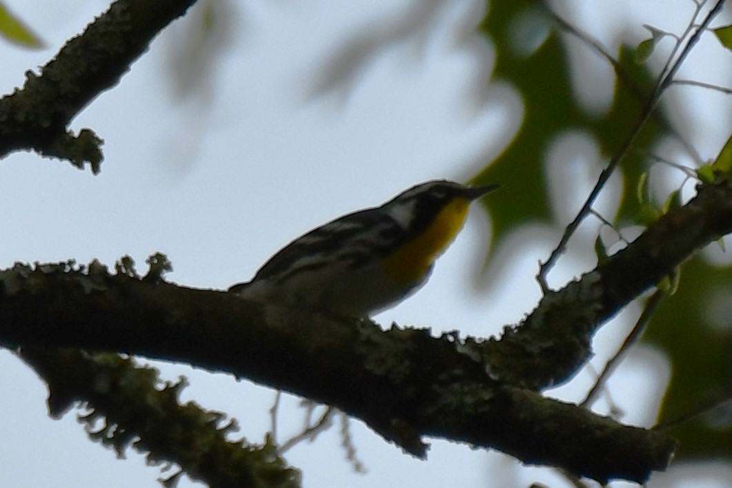 Yellow-throated Warbler - ML620273987