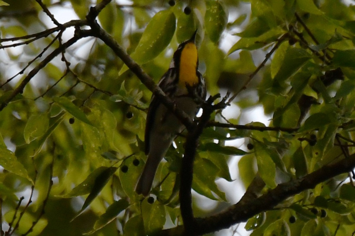 Yellow-throated Warbler - ML620273988