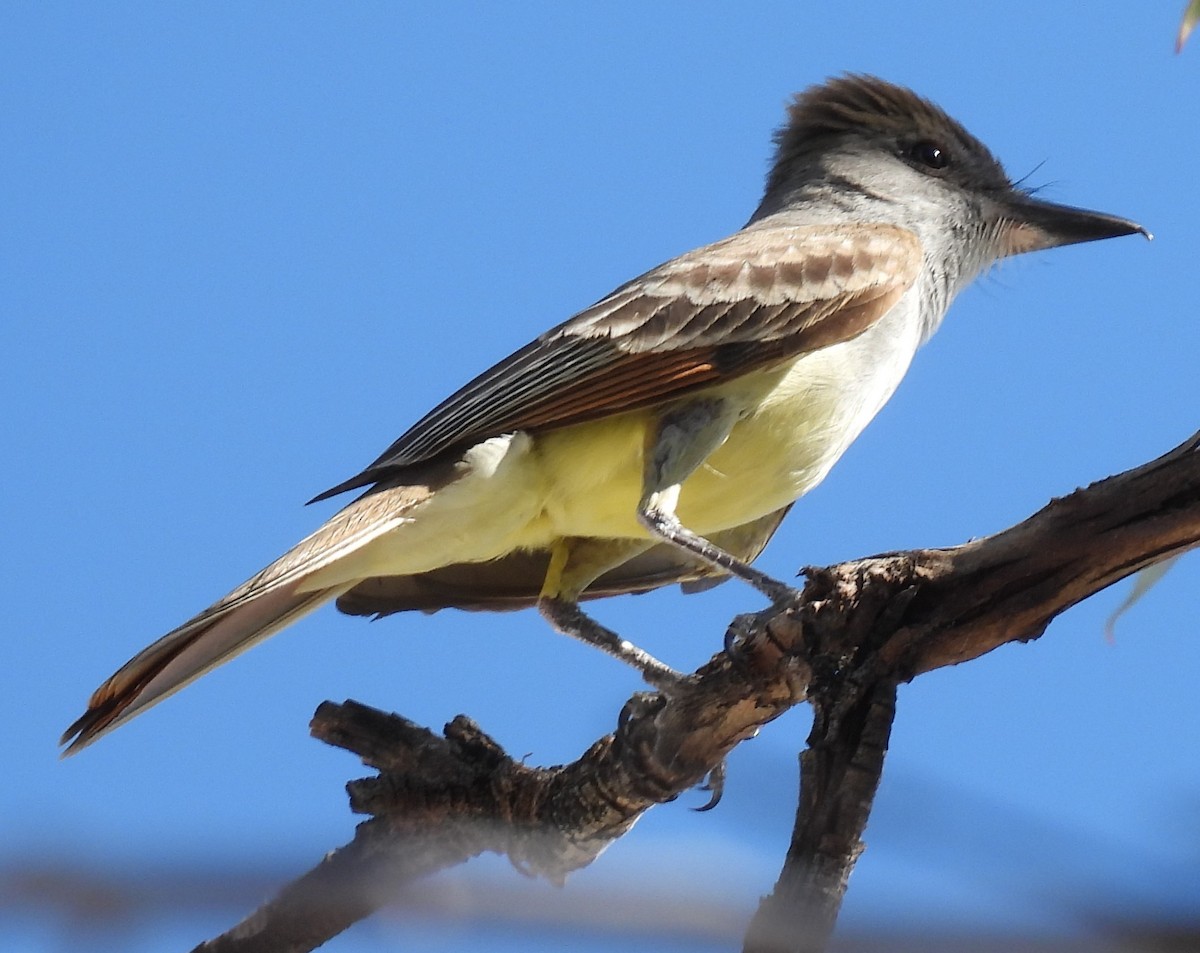 Brown-crested Flycatcher - ML620274002