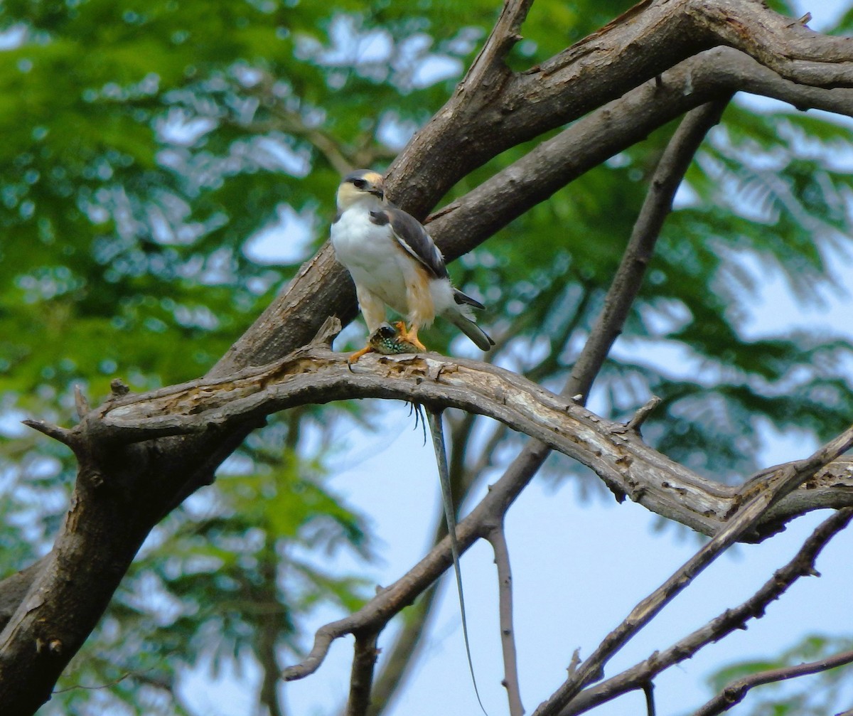 Pearl Kite - ML620274006