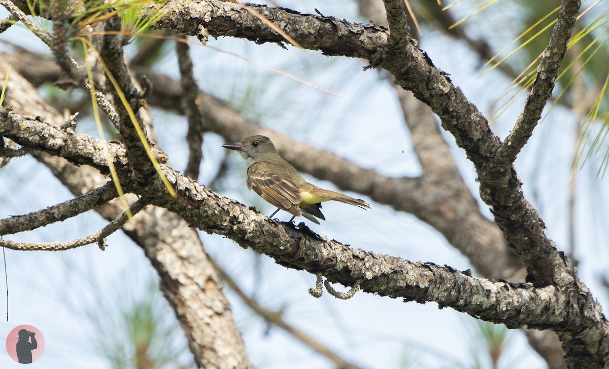 Great Crested Flycatcher - ML620274008