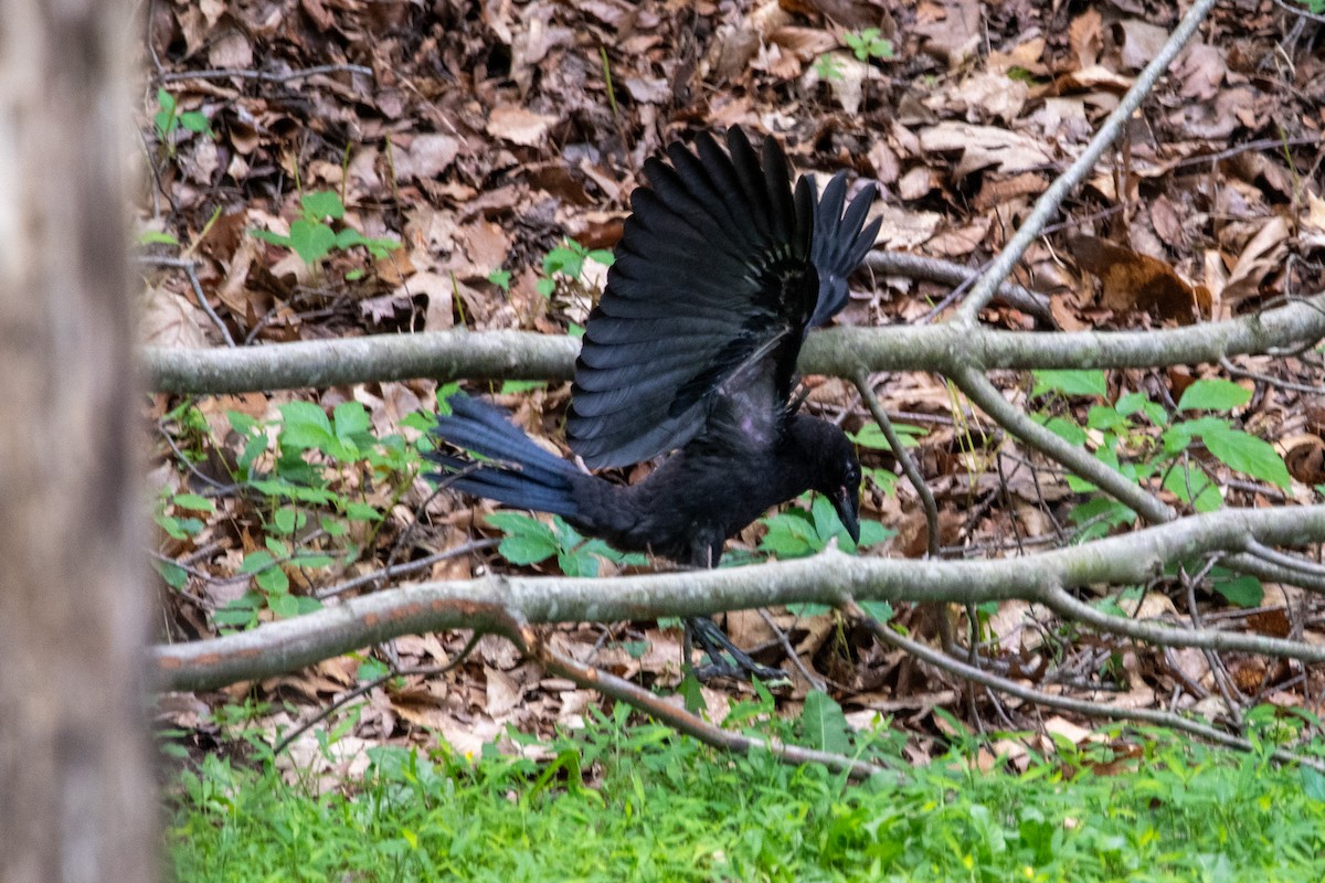 American Crow - ML620274009