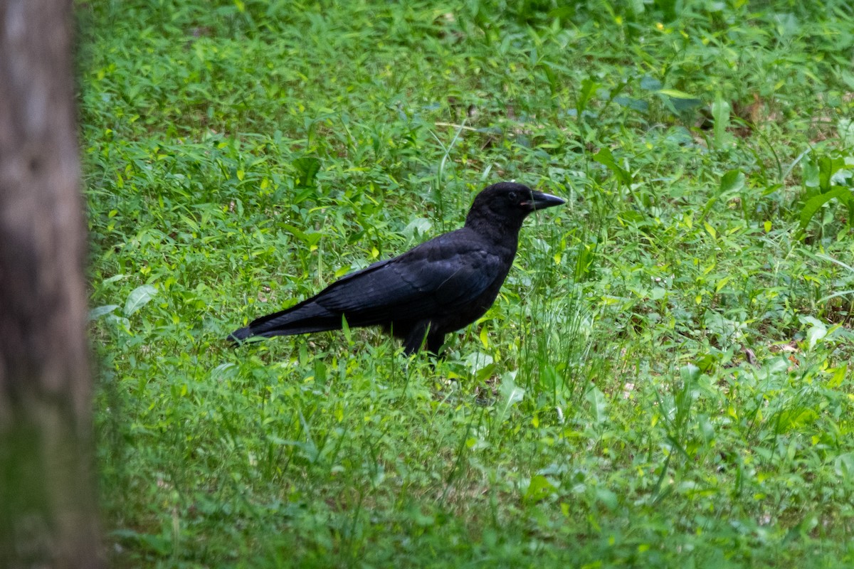 American Crow - ML620274010