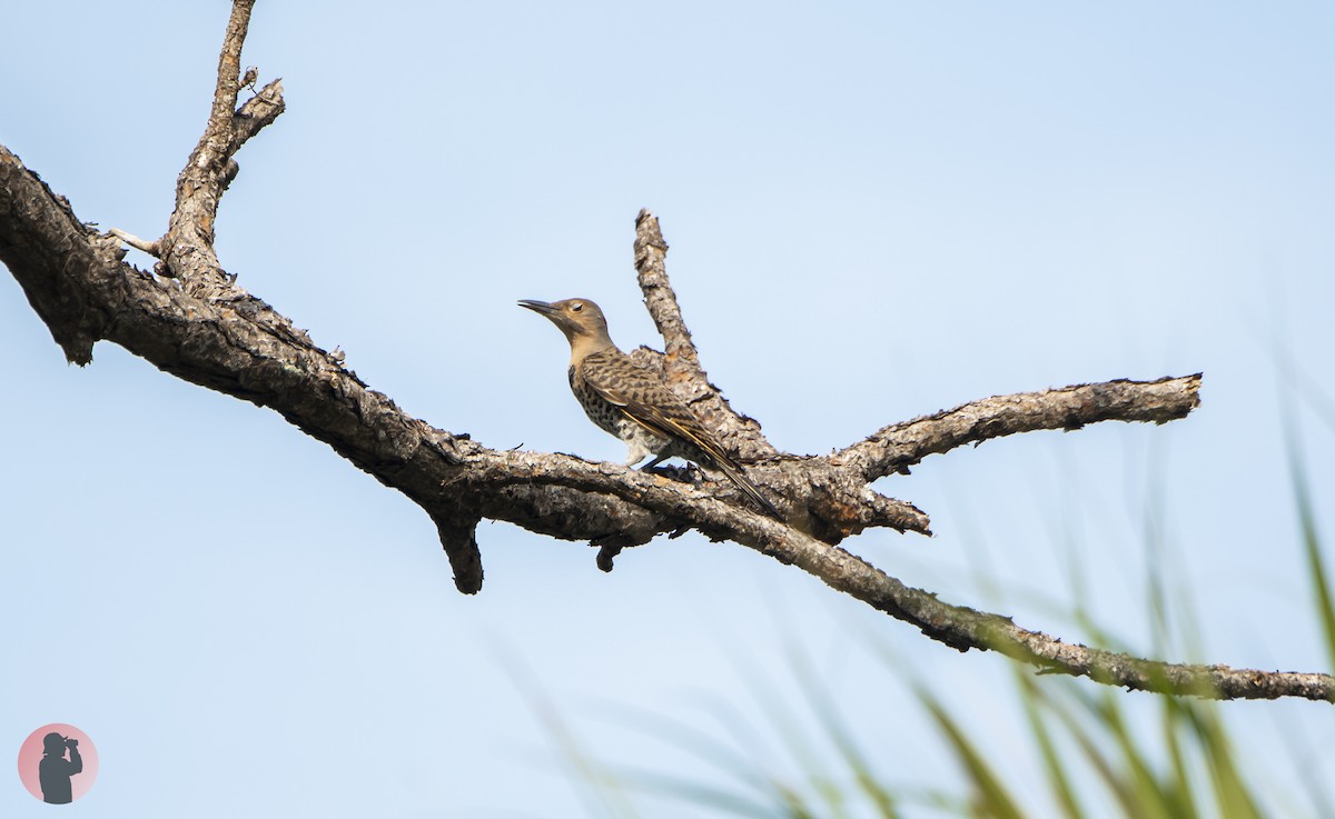 Northern Flicker (Yellow-shafted) - ML620274011