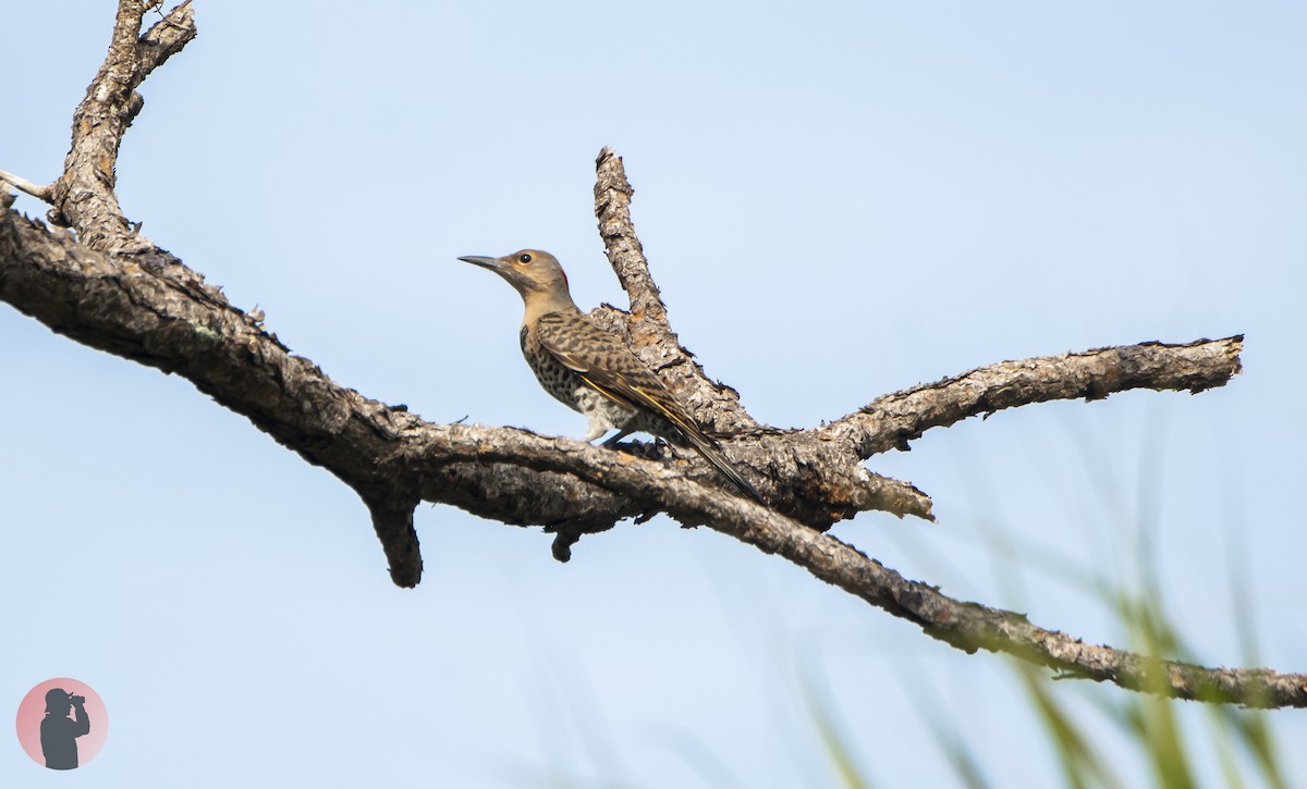 Northern Flicker (Yellow-shafted) - ML620274012
