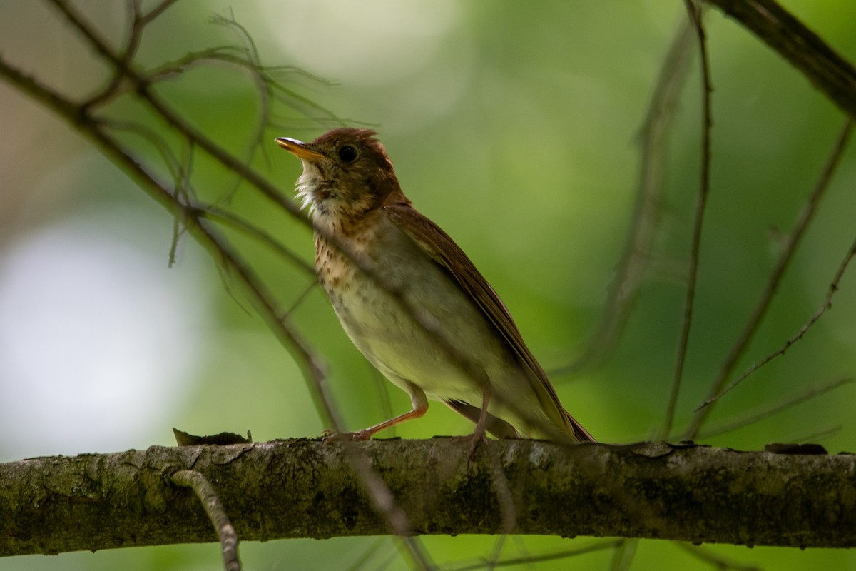 Veery - ML620274015