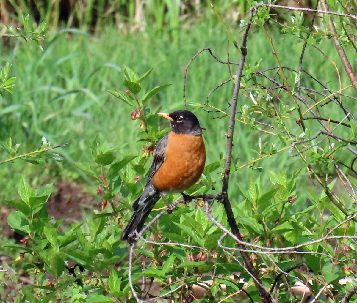 American Robin - ML620274018