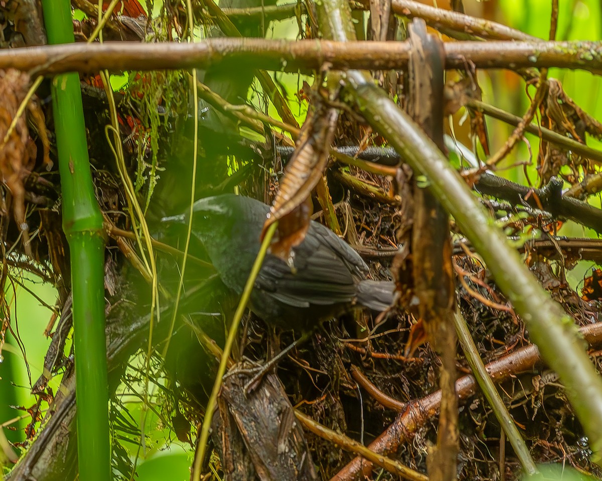 Silvery-fronted Tapaculo - ML620274026